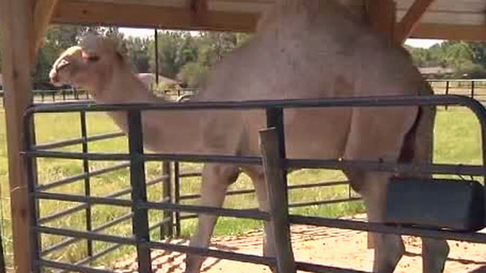 wptv-camel-.jpg