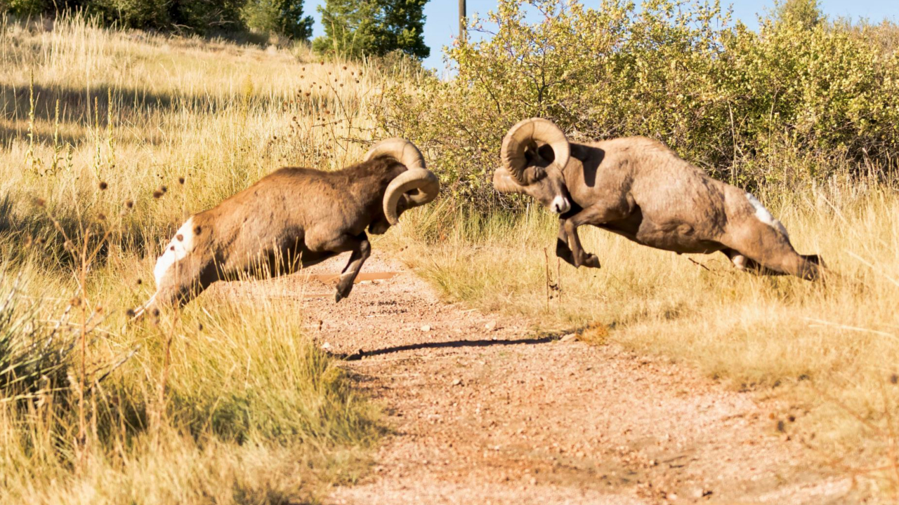 Bighorn Rams Charge Larry Marr.jpg