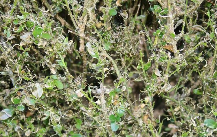 bugwood_boxwood_damage.jpg