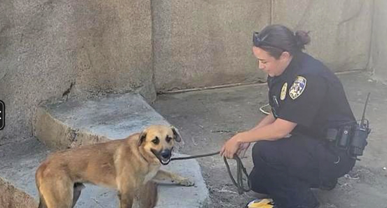 Dog safely removed from gorilla exhibit at San Diego Zoo Safari Park