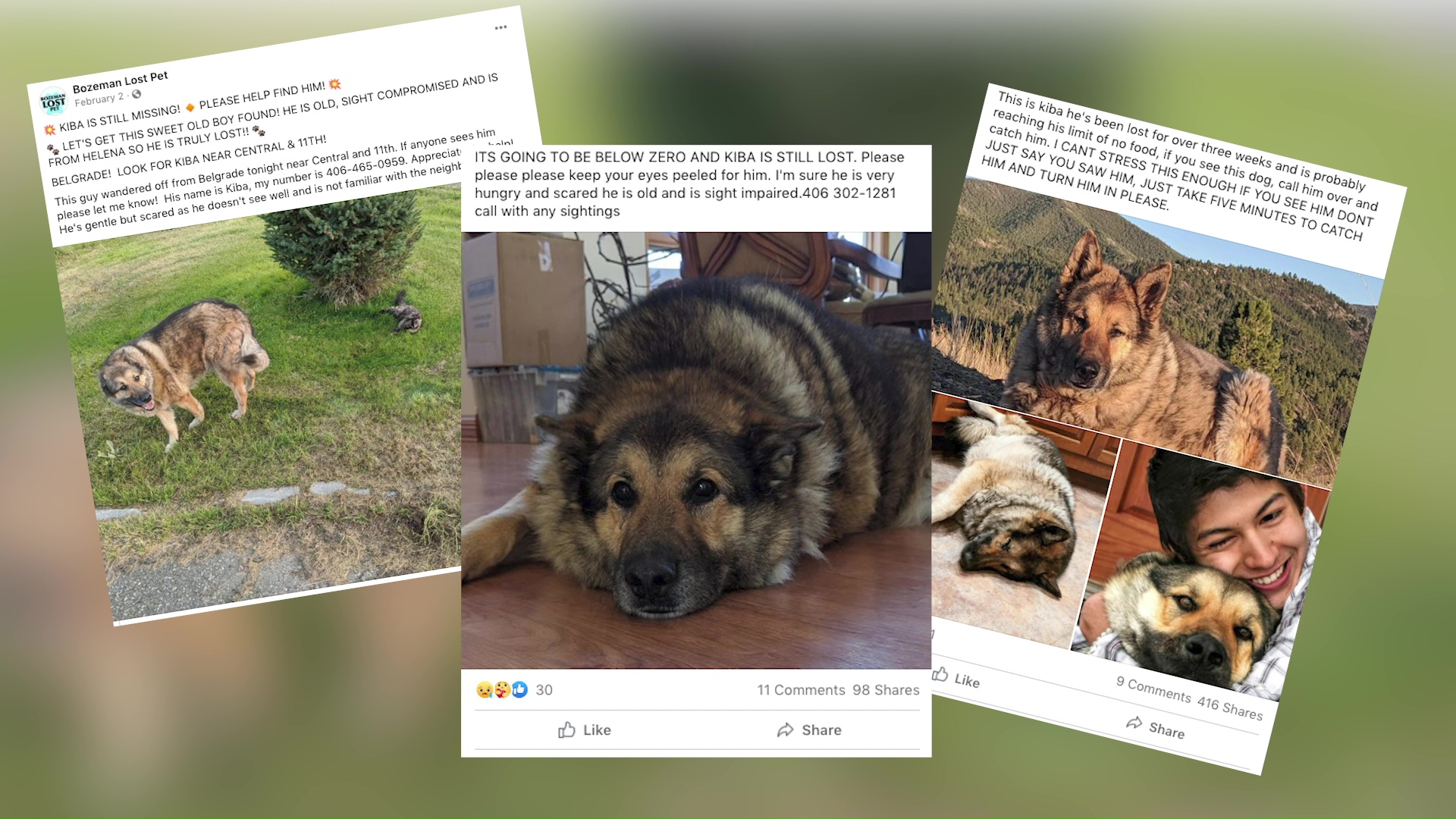 Home at last: dog lost in Montana found after 52 days