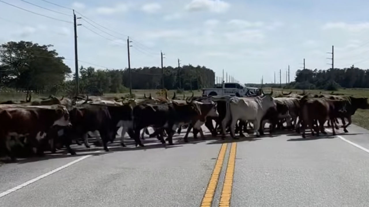 Martin County Cows