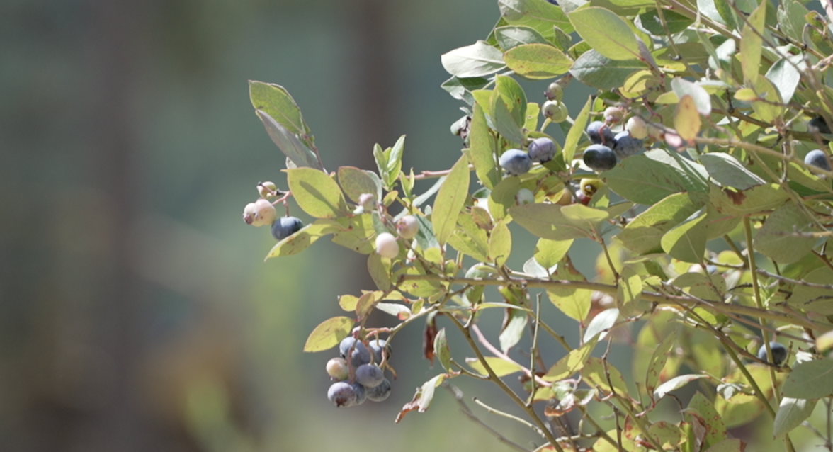 Blueberries