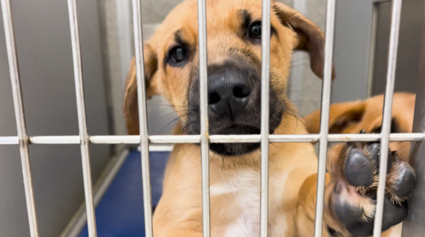 SLO County Animal Services