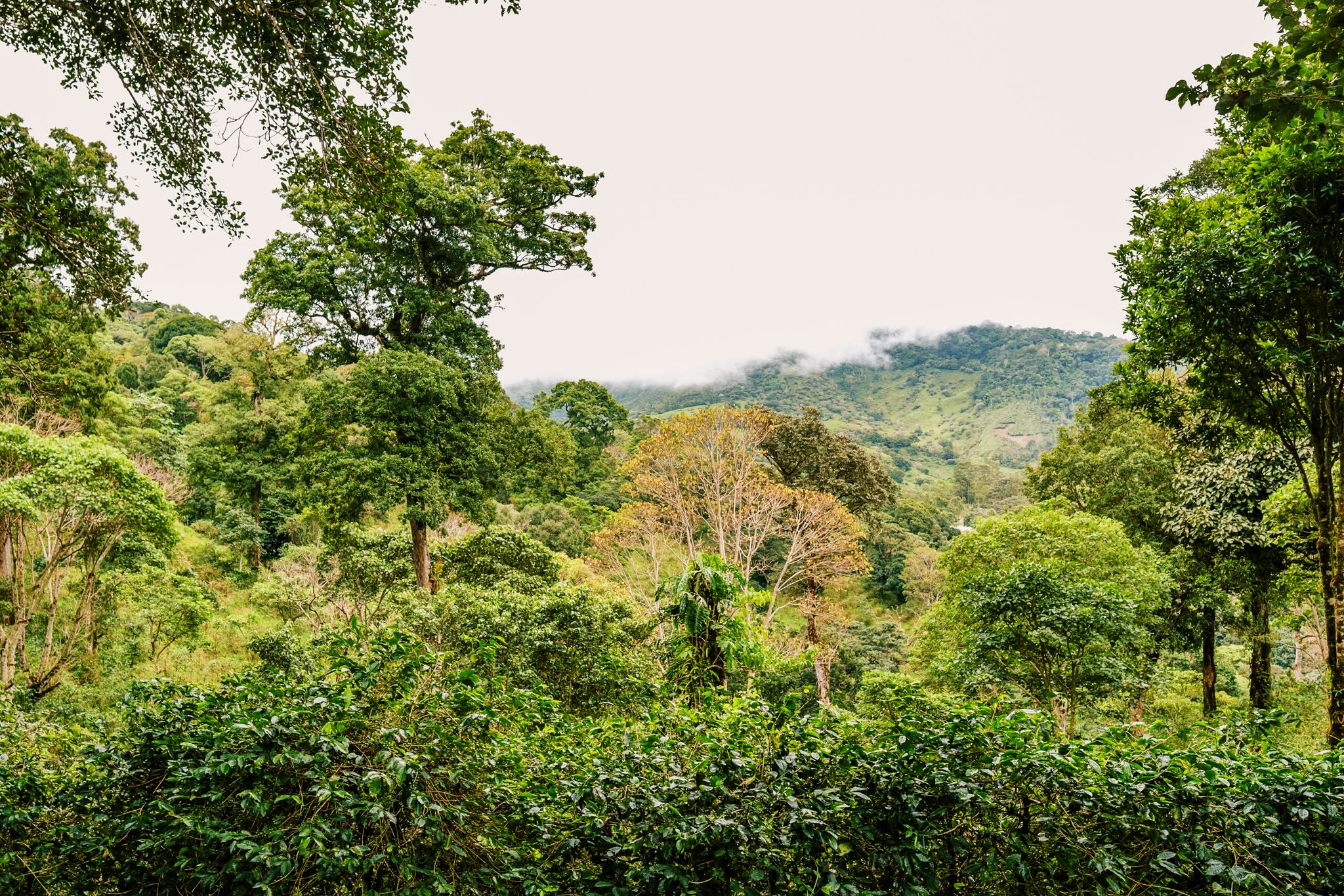 Press Coffee farm.jpg