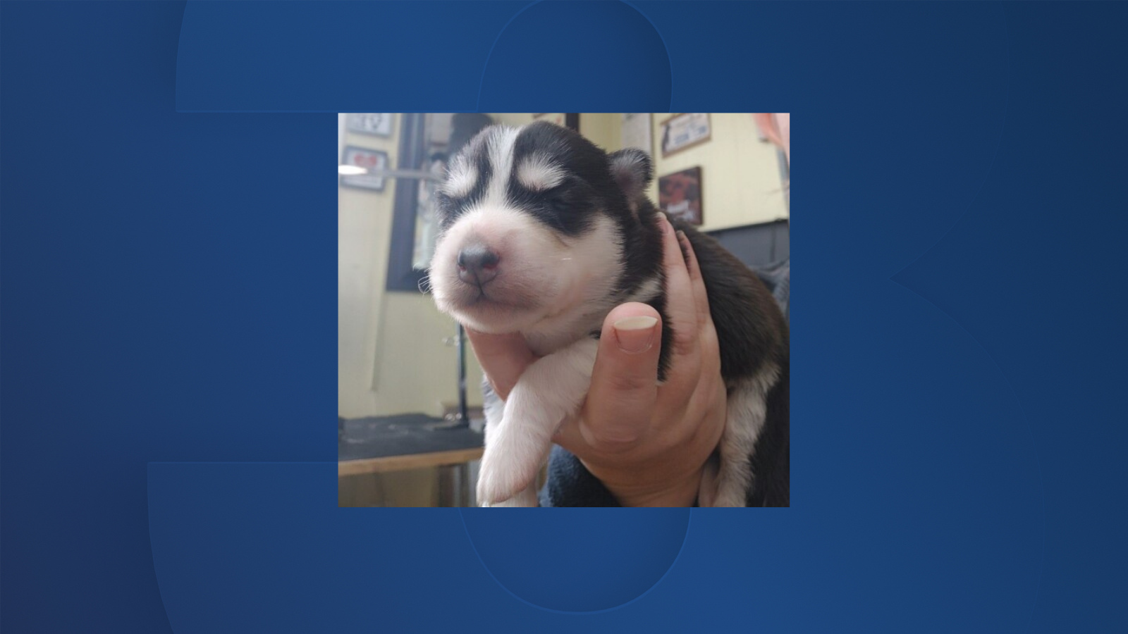 Untitled design (17).png