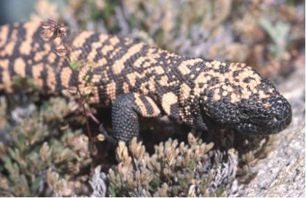 KNXV Gila monster