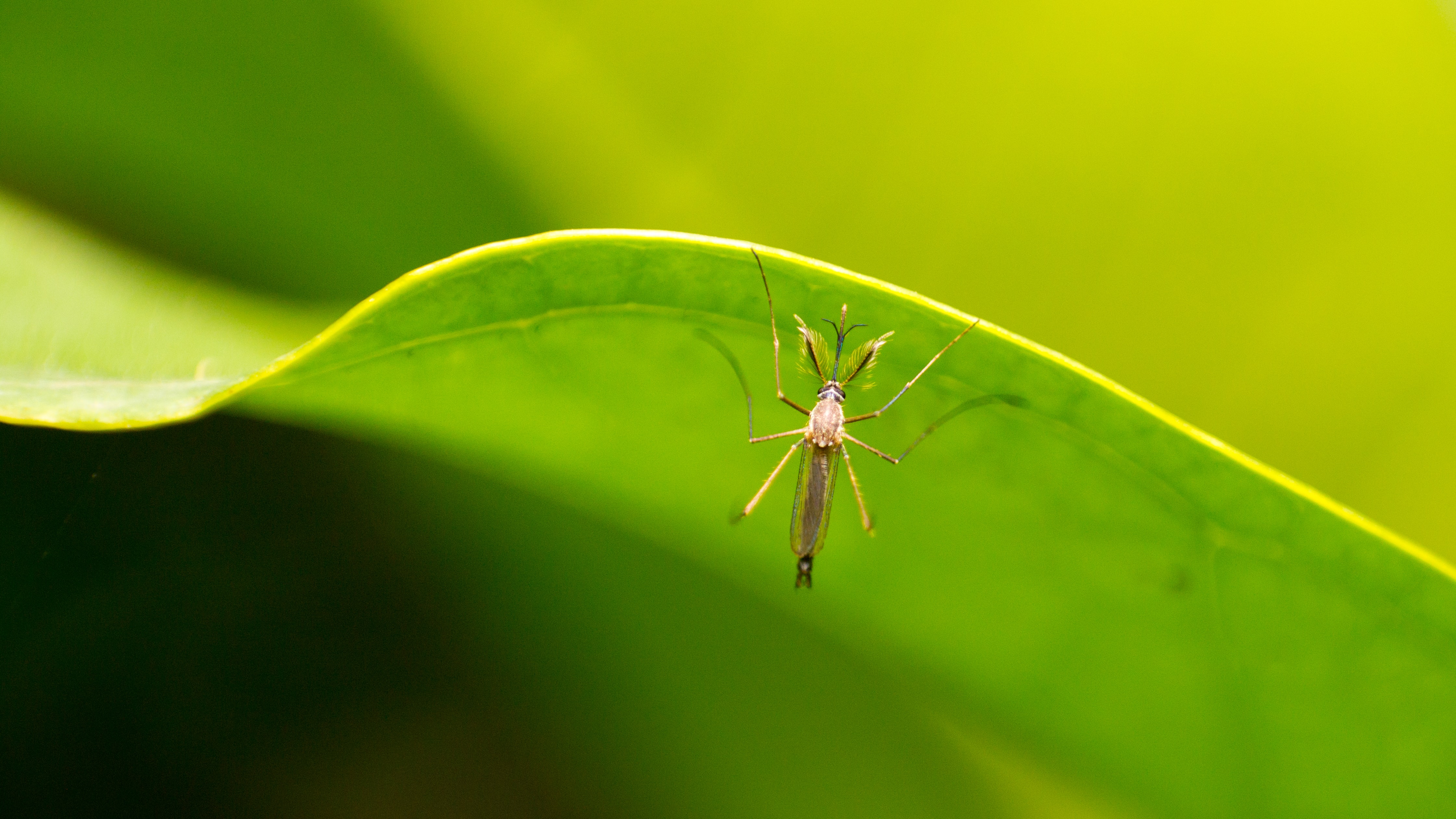 Mosquito 