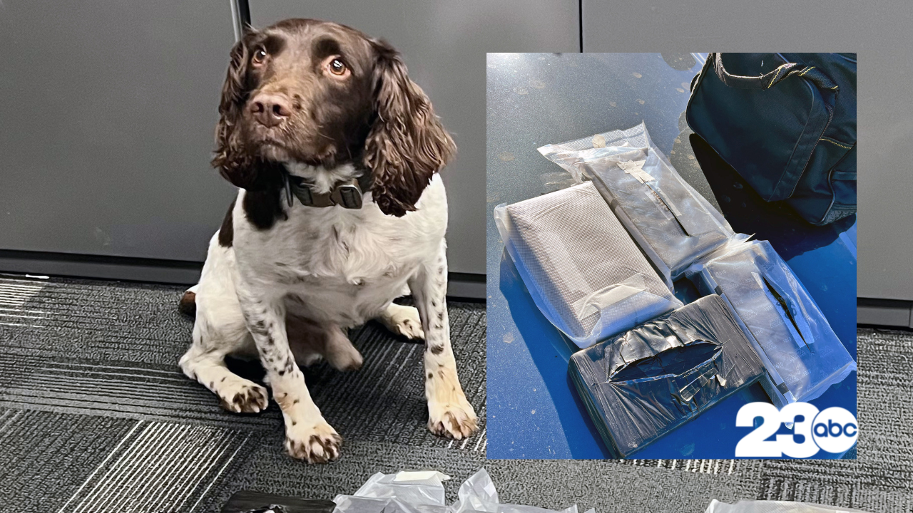 K-9 with Fentanyl