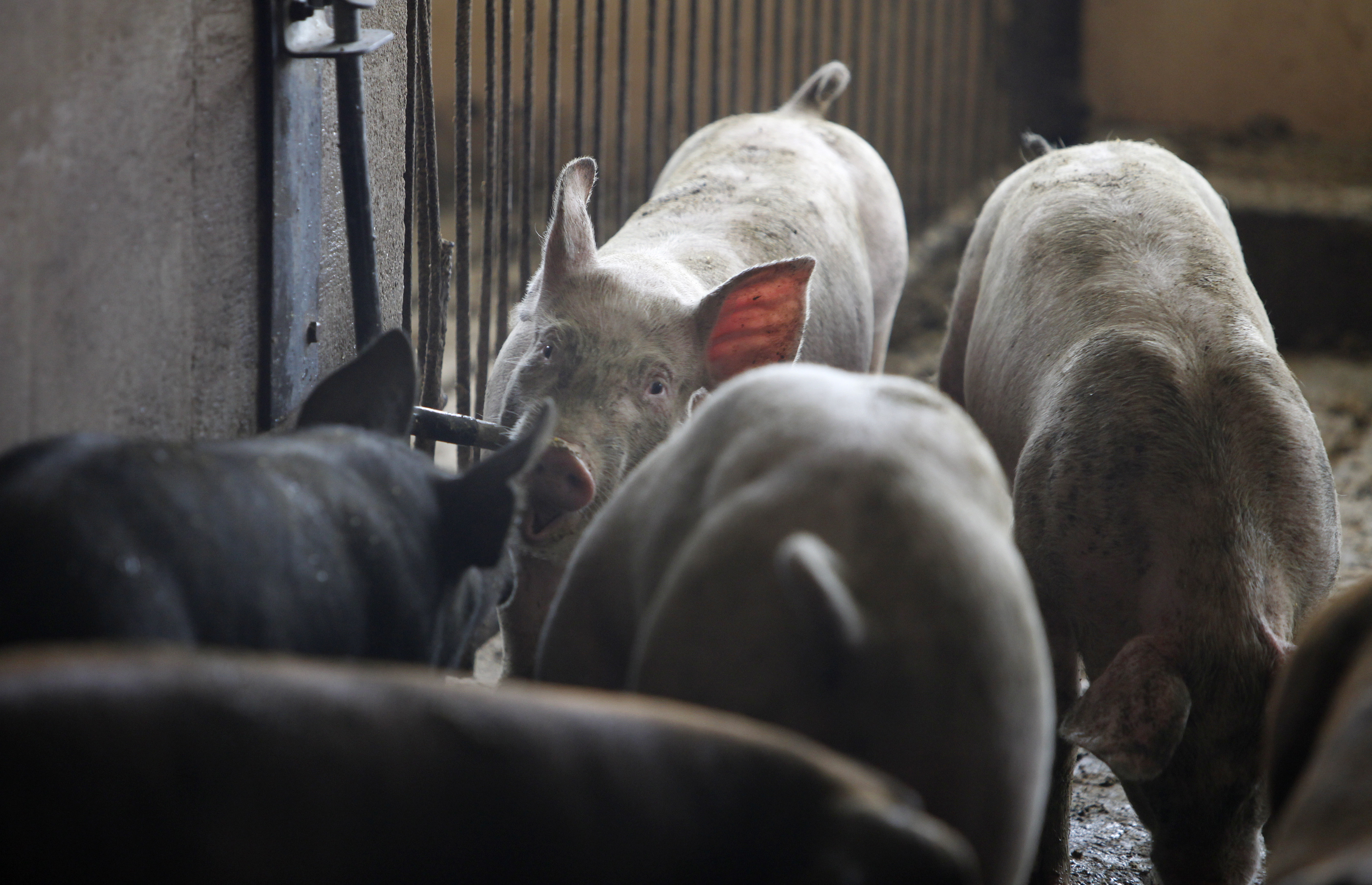 Swine Flu Farmers