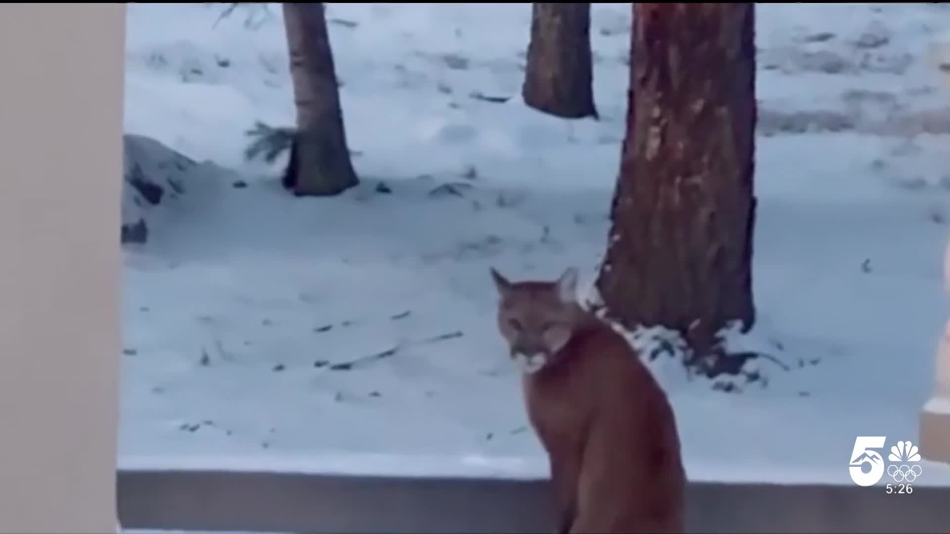 Mountain Lion Sighting