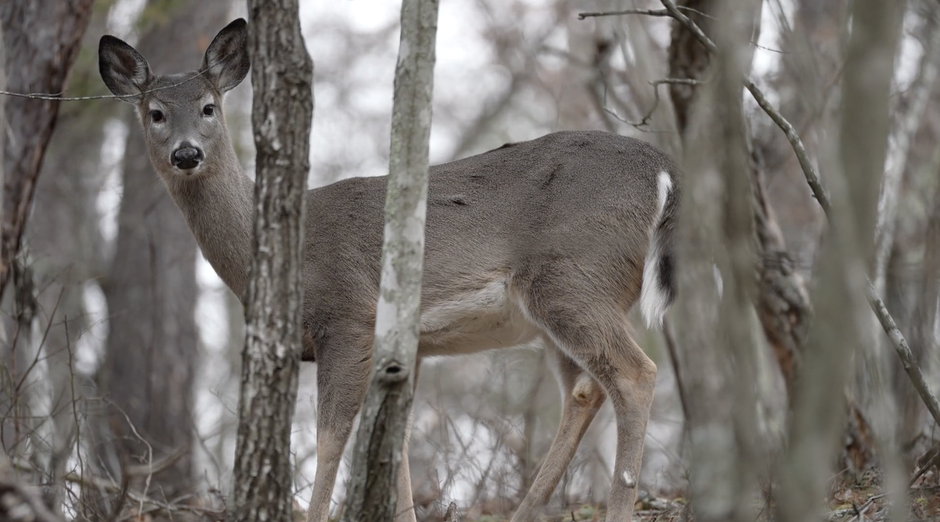 CHRONIC WASTING DEER WARNING 