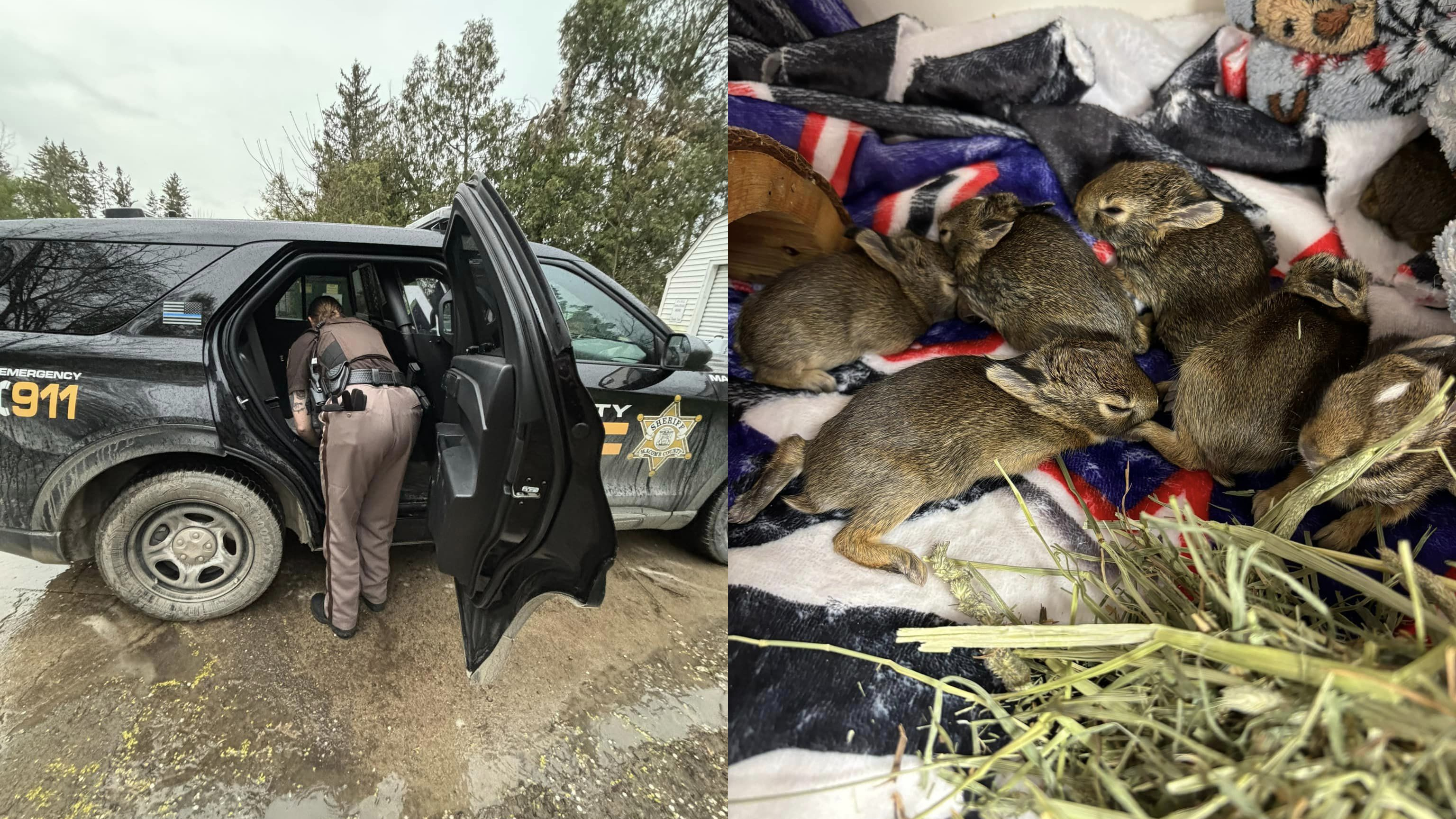 baby rabbits rescued.jpg