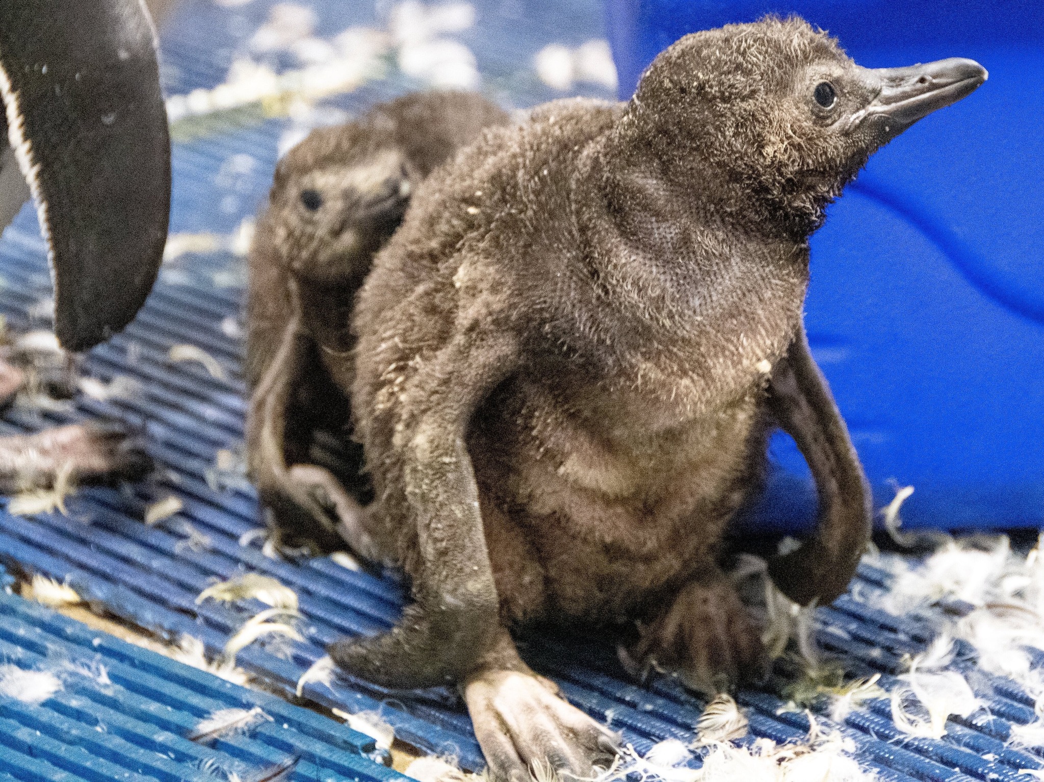 Potter Park Penguin Chicks