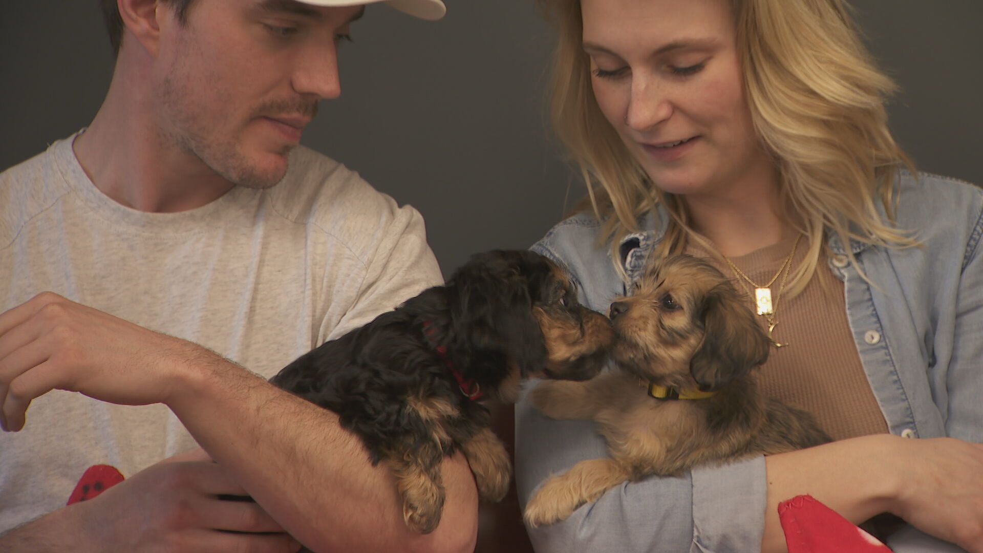 cuddlegrams with puppies at WCAC