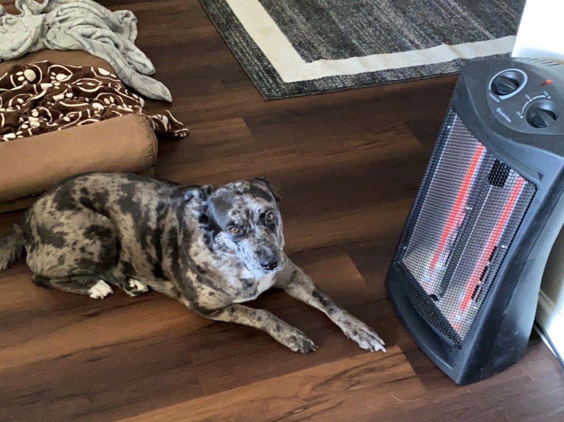 Ligia-Ioana Mensah's dog sleeps by space heater
