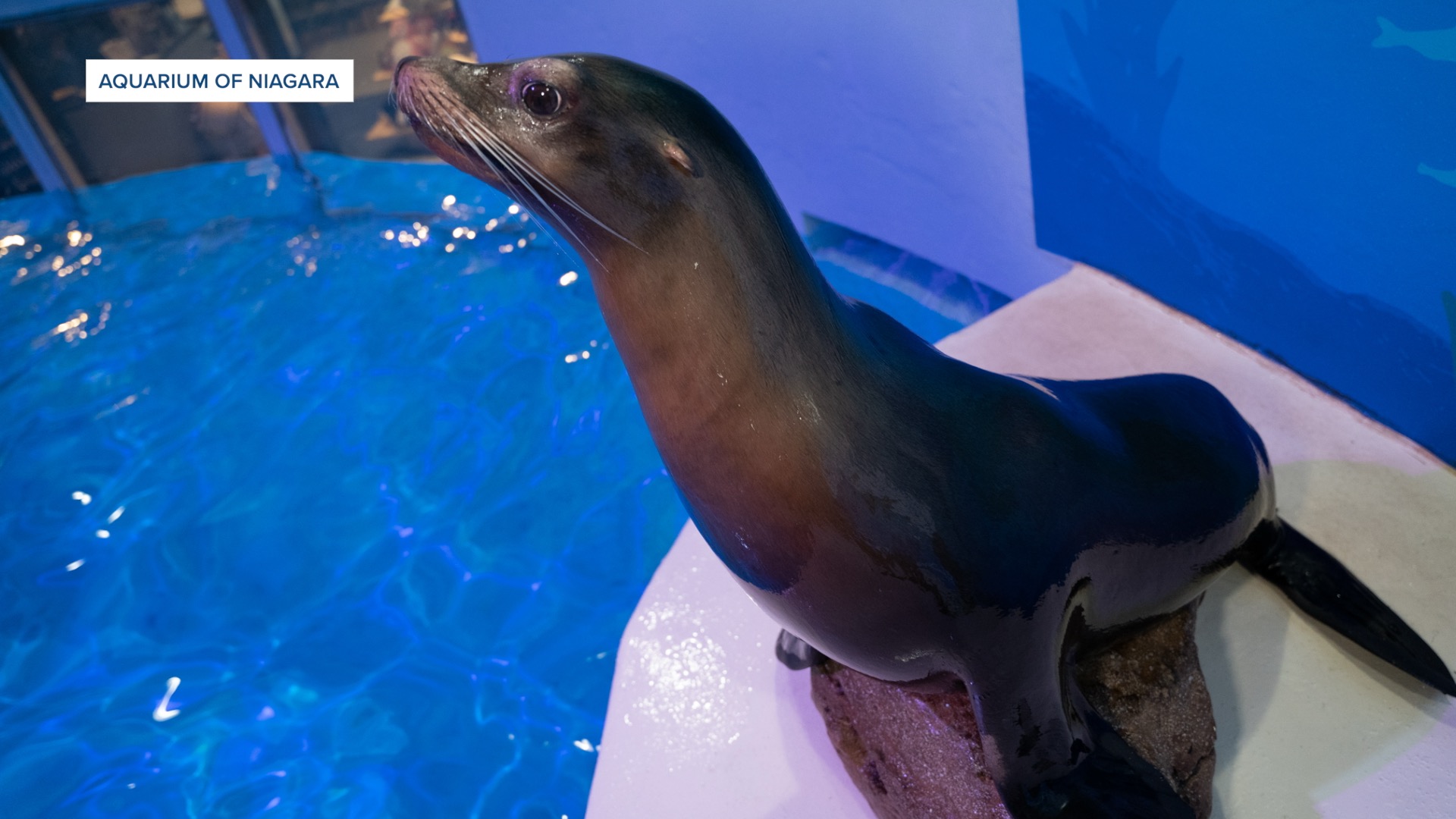 ARIE SEA LION.jpg