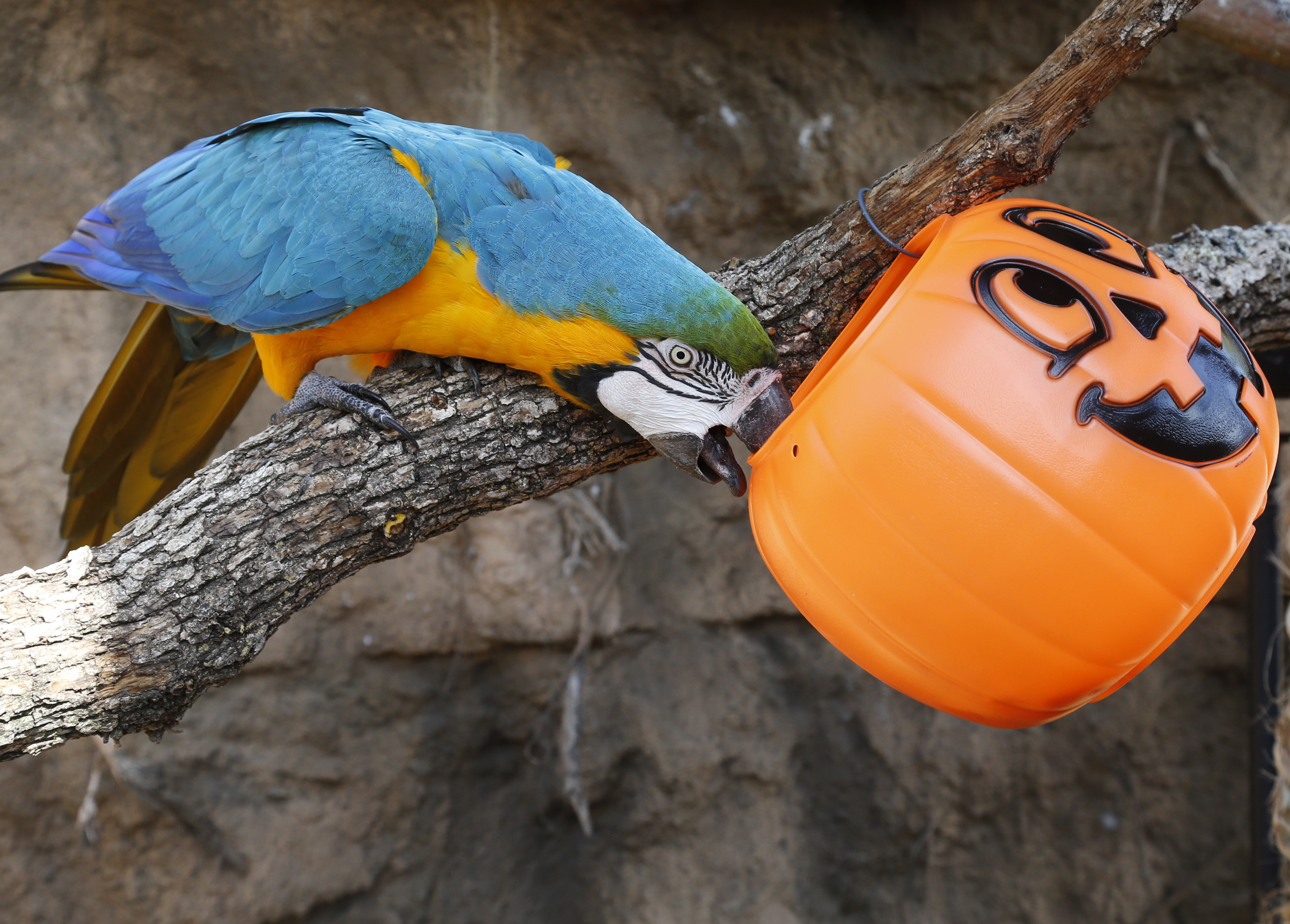 Halloween Zoo Treats