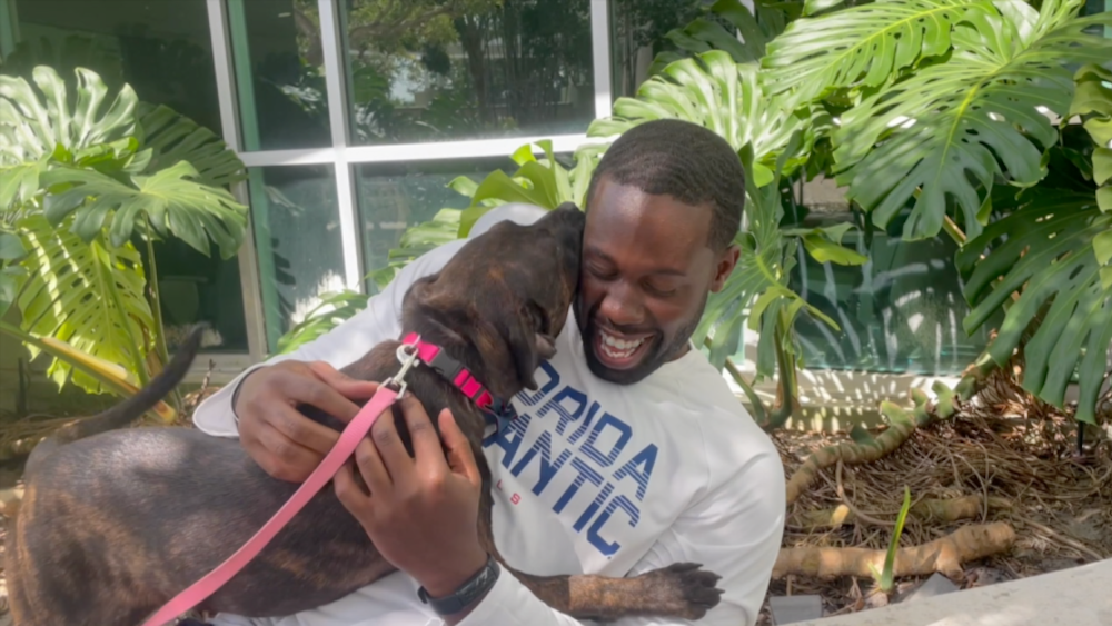 Dog program