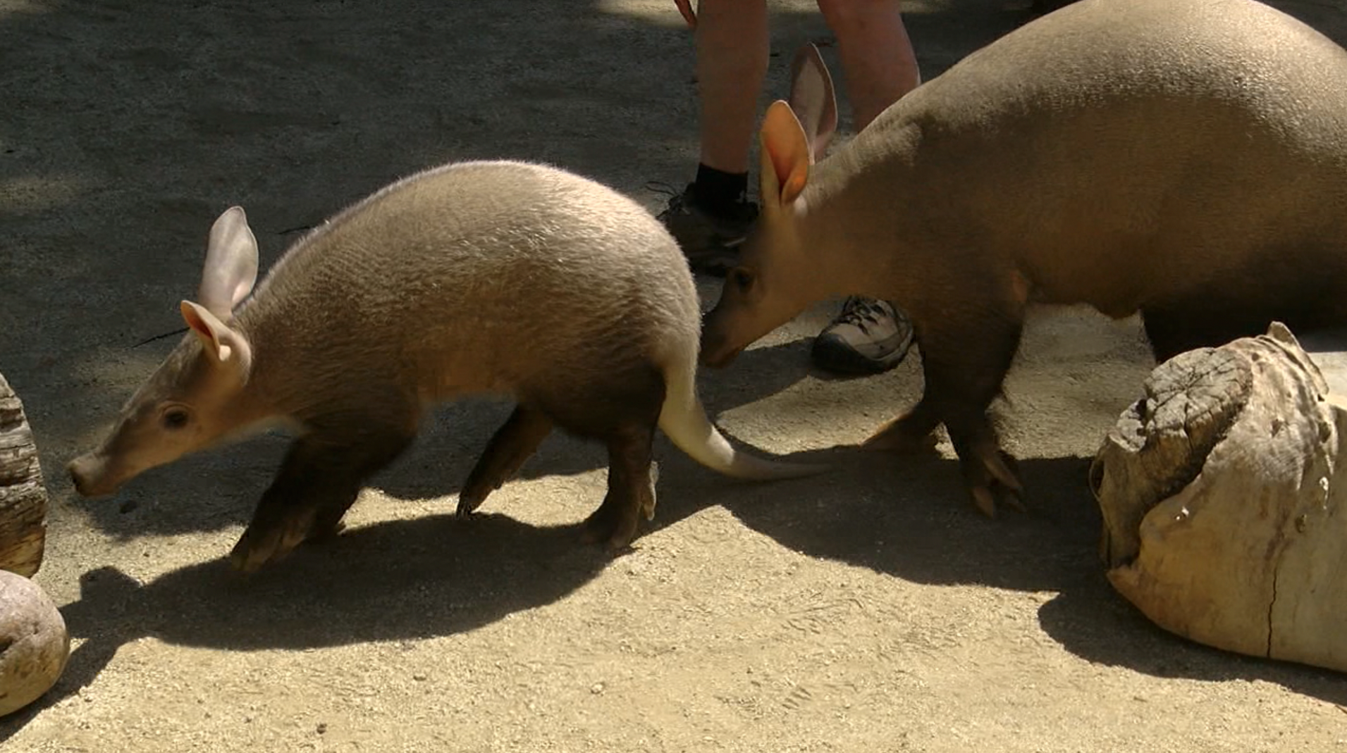Mother and baby aardvarks at San Diego Zoo