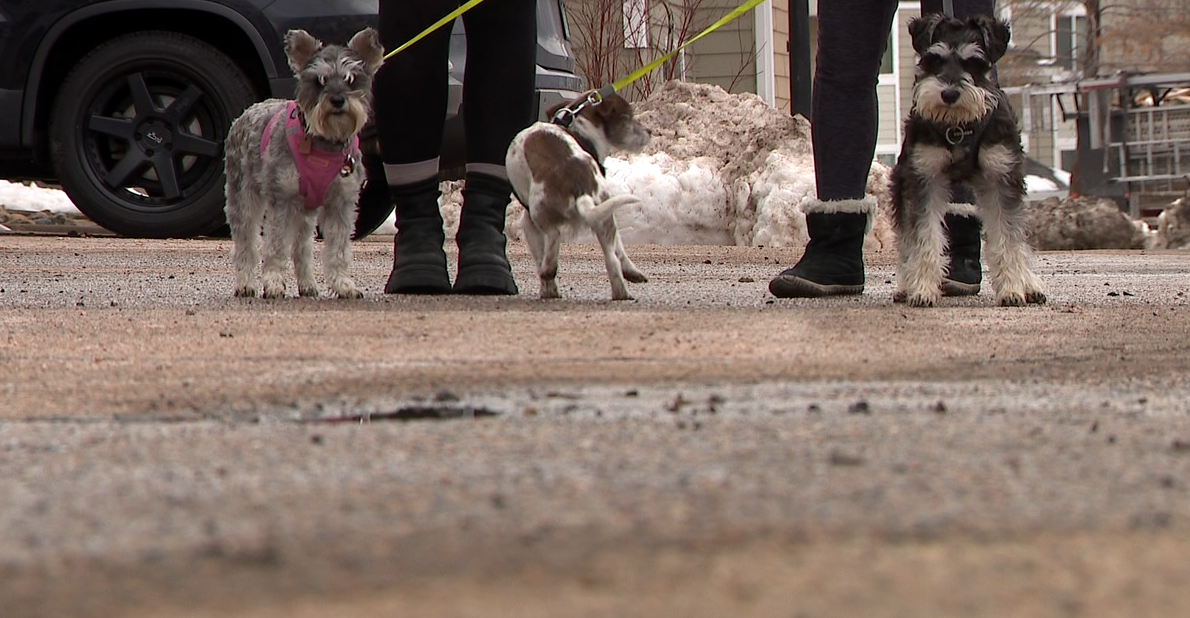 Arrest made after Aurora man was shot while walking his dogs