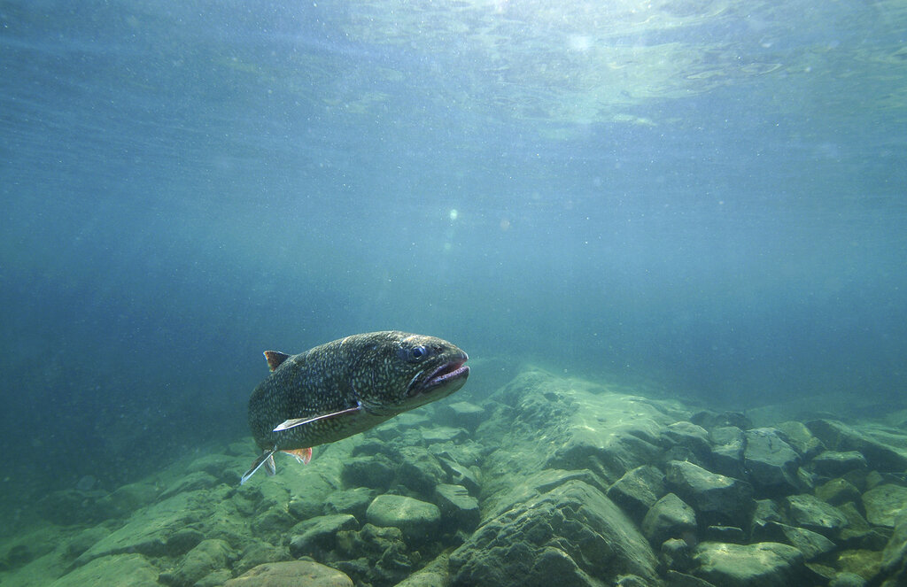Lake Trout Genetics