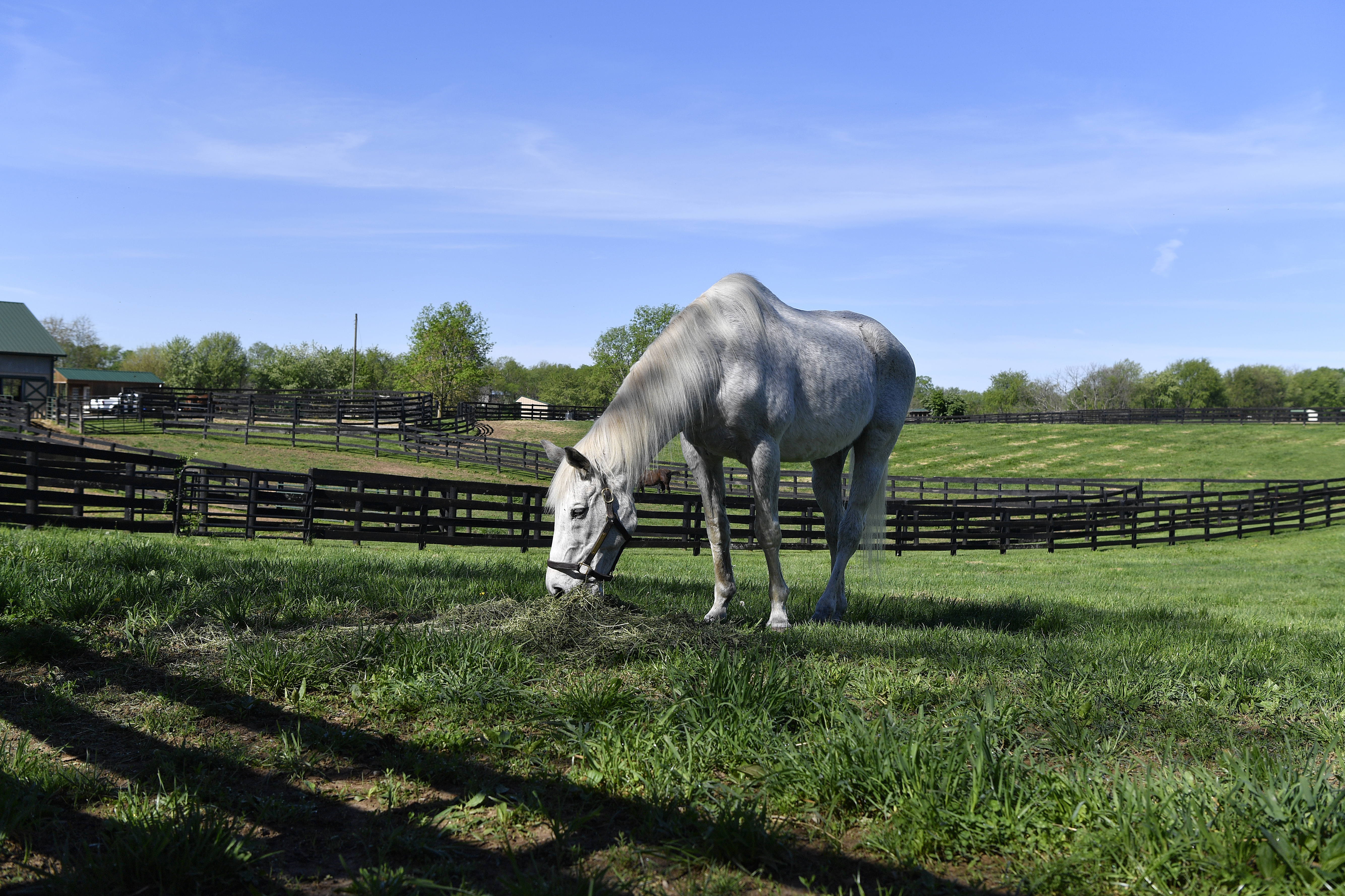 Silver Charm