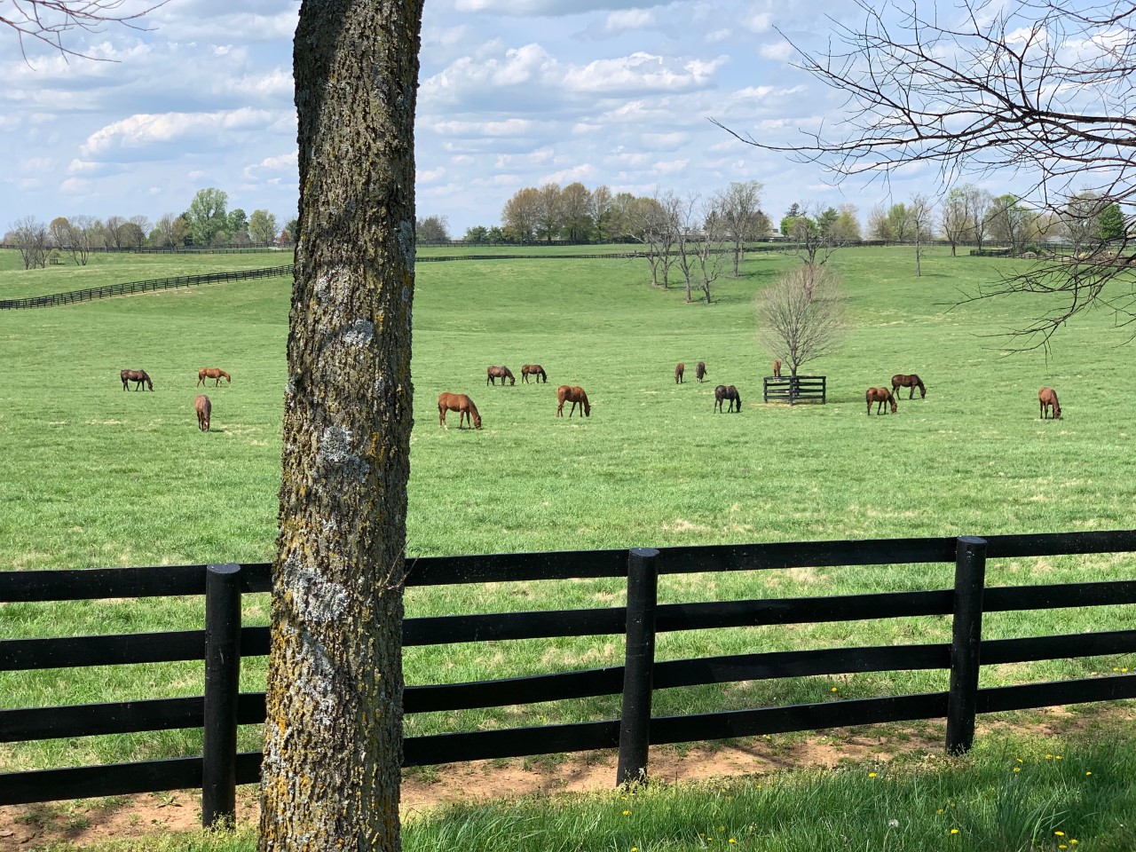 HorseCountry1.jpg