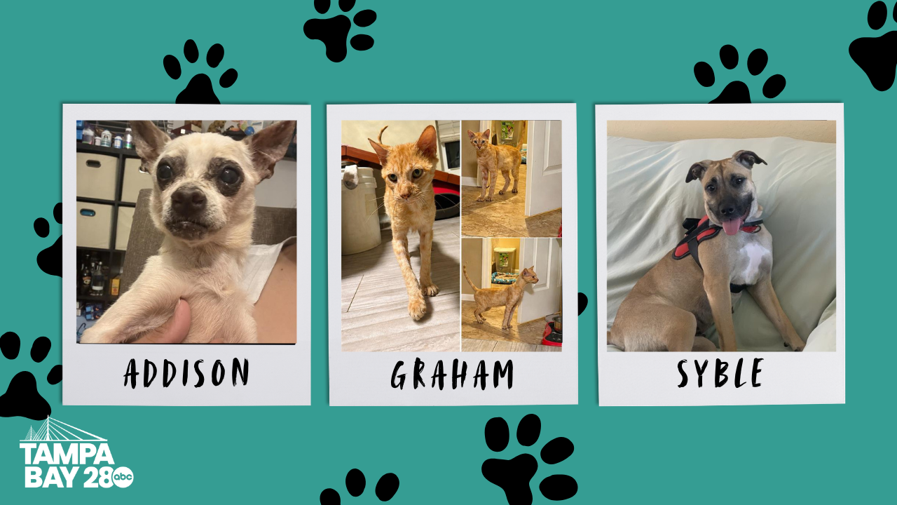Addison, Graham, Syble.png