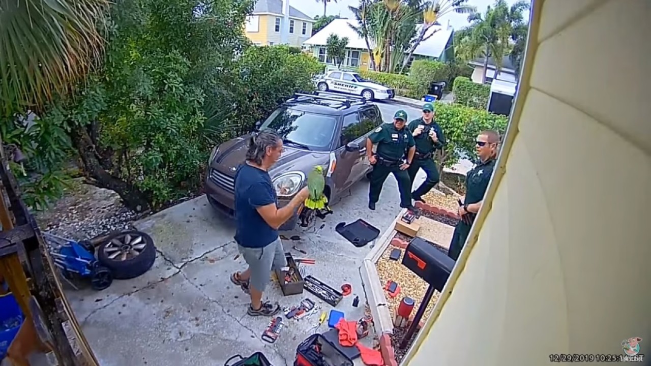 florida parrot yelling let me out