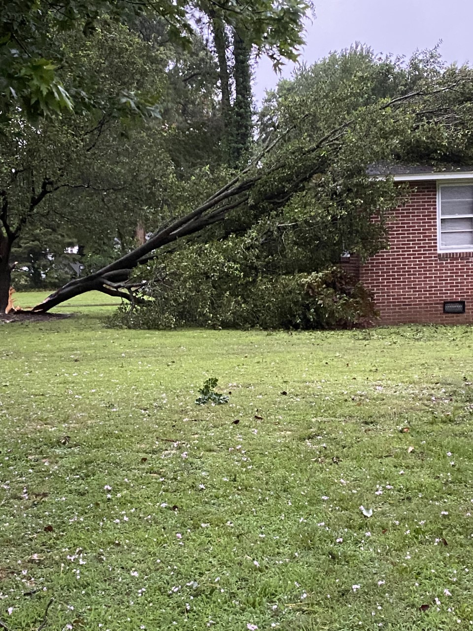 Tree on top of home Smithfield