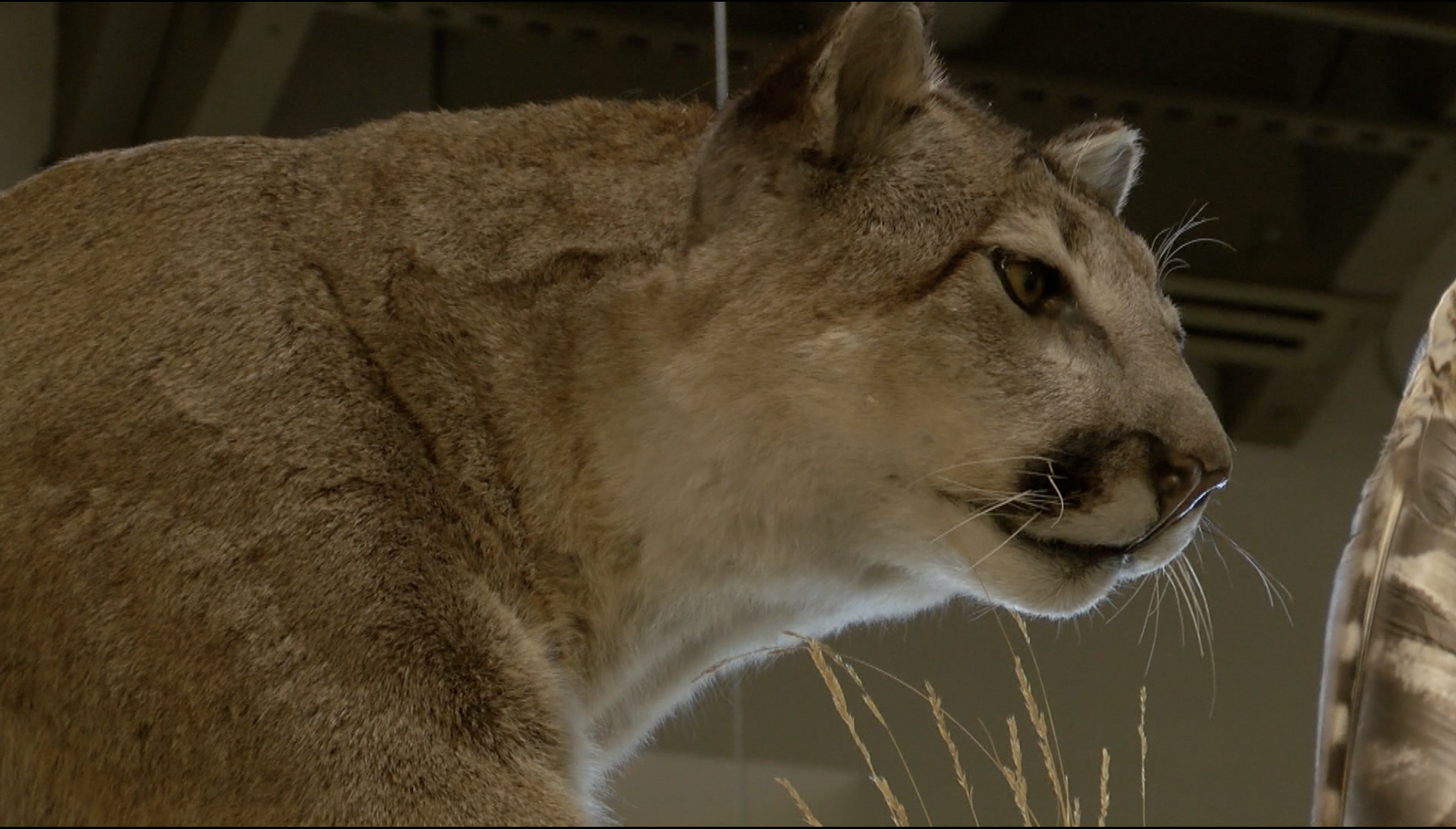 Mountain Lion 