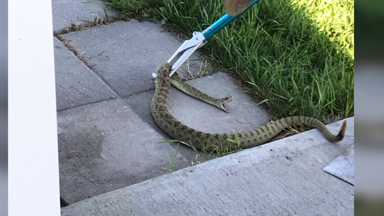 Rattlesnake captured in Laurel, Montana (August 2022) courtesy of Linda Doyle