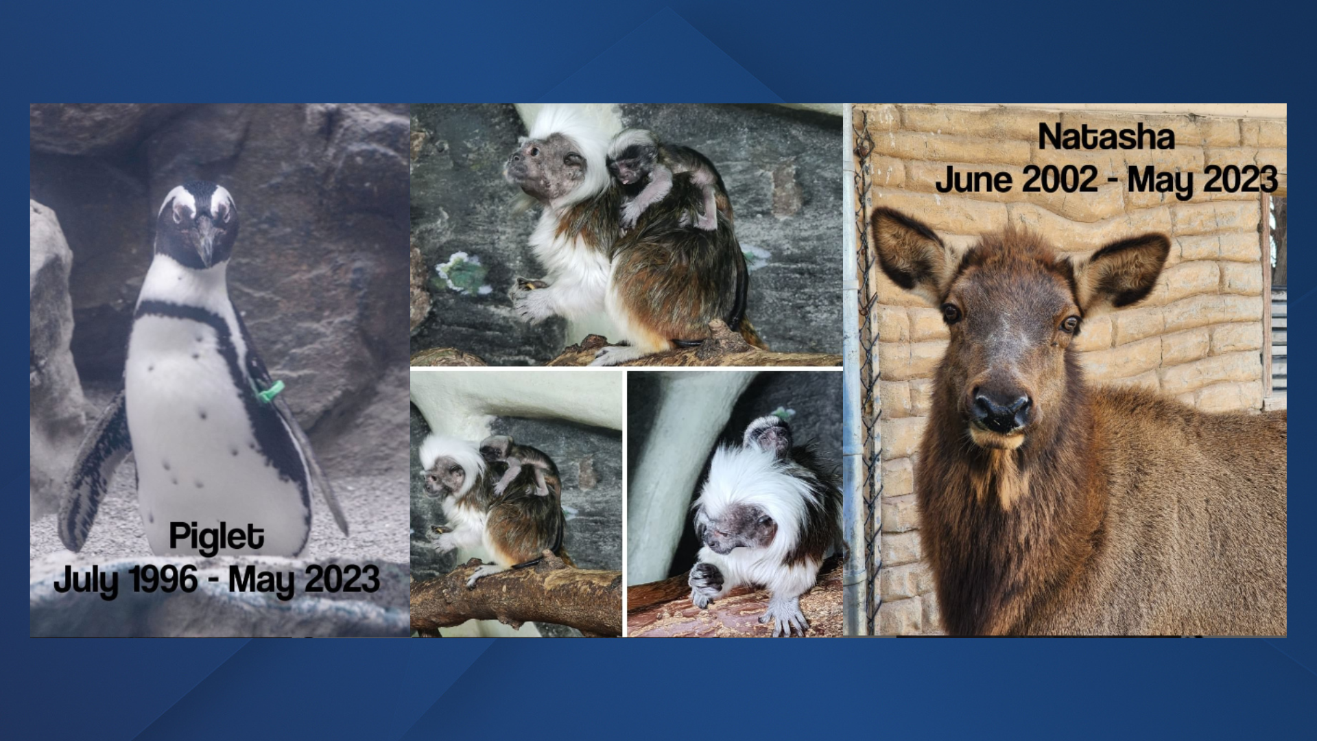 Pueblo Zoo comings and goings  