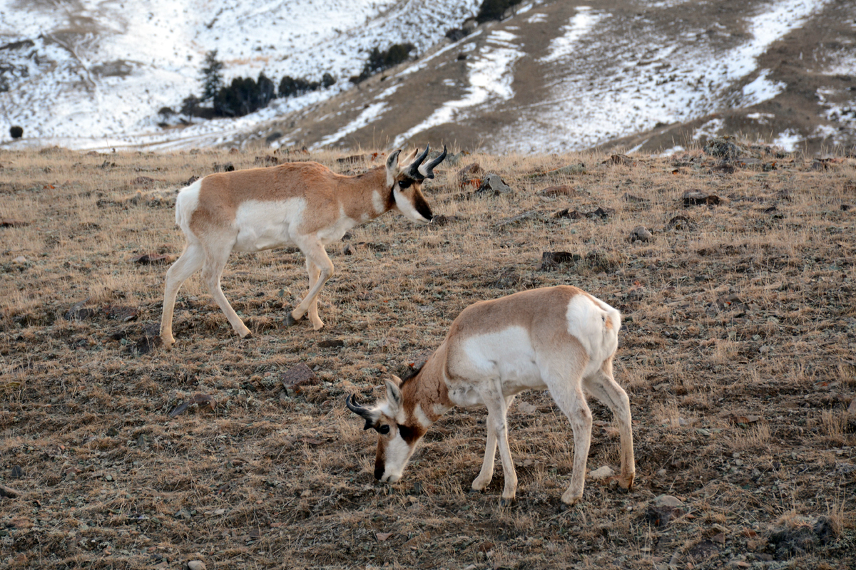 Antelope