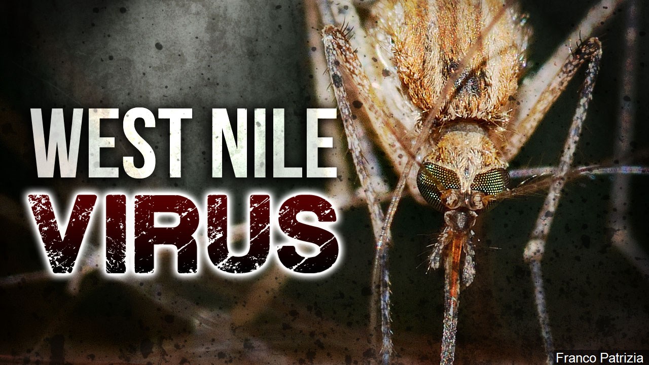 West Nile Virus-related death reported in Nueces County - Vimarsana News