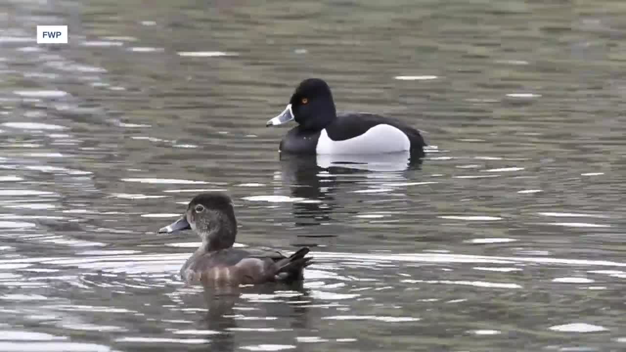 ducks fwp.jpg
