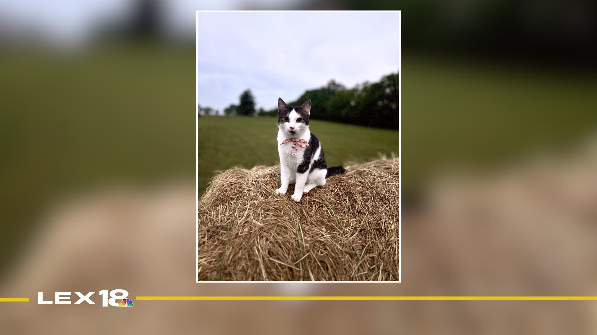 Mug Shot of the Week