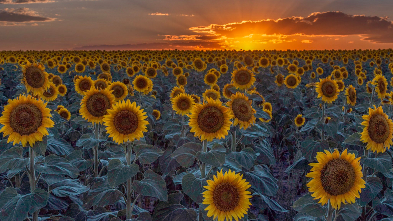 DIA Sunflower Field