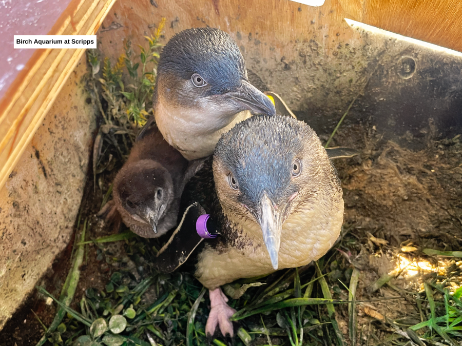 blue_penguins_chick_parents_birch_aquarium_020426.png