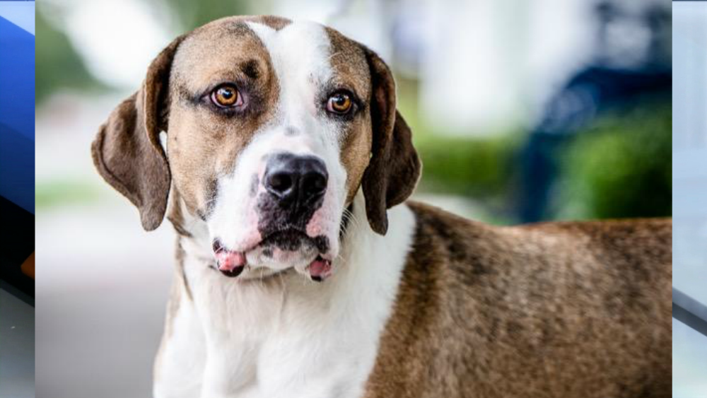 Arlo pet of the week