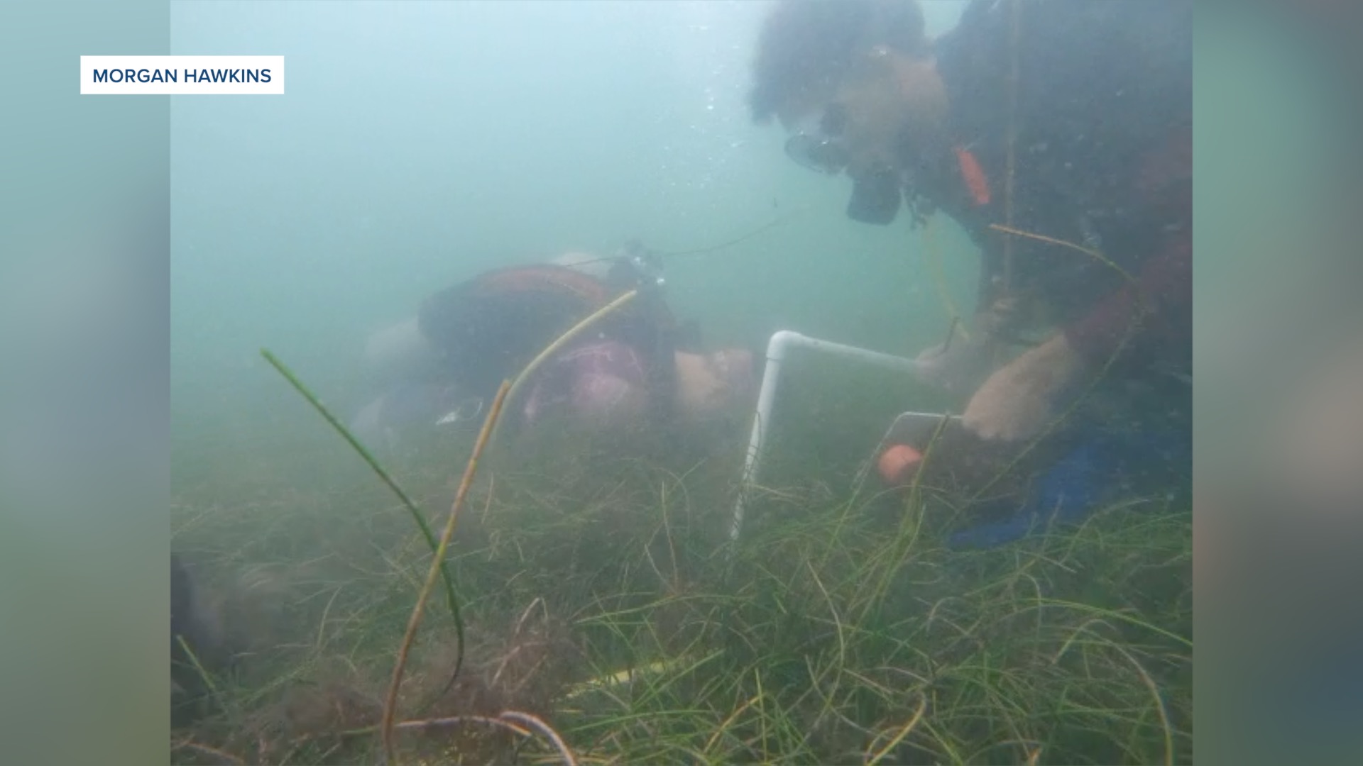 Diving Footage from Morgan Hawkin's Scallop restoration research
