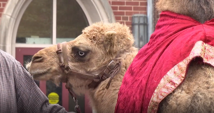 camel.png