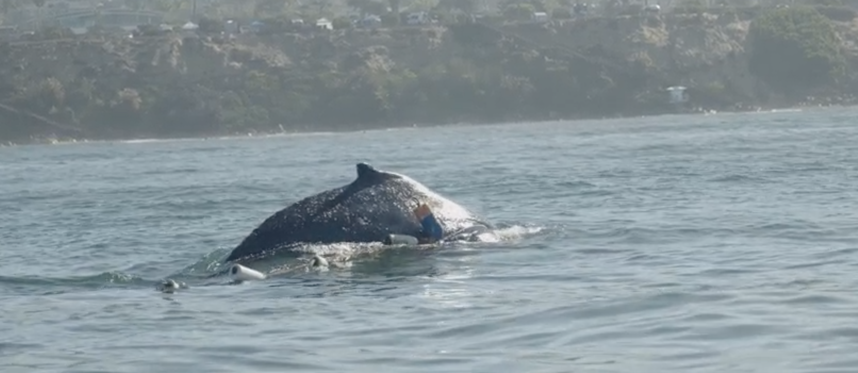 Entangled humpback whale freed off Carlsbad coast