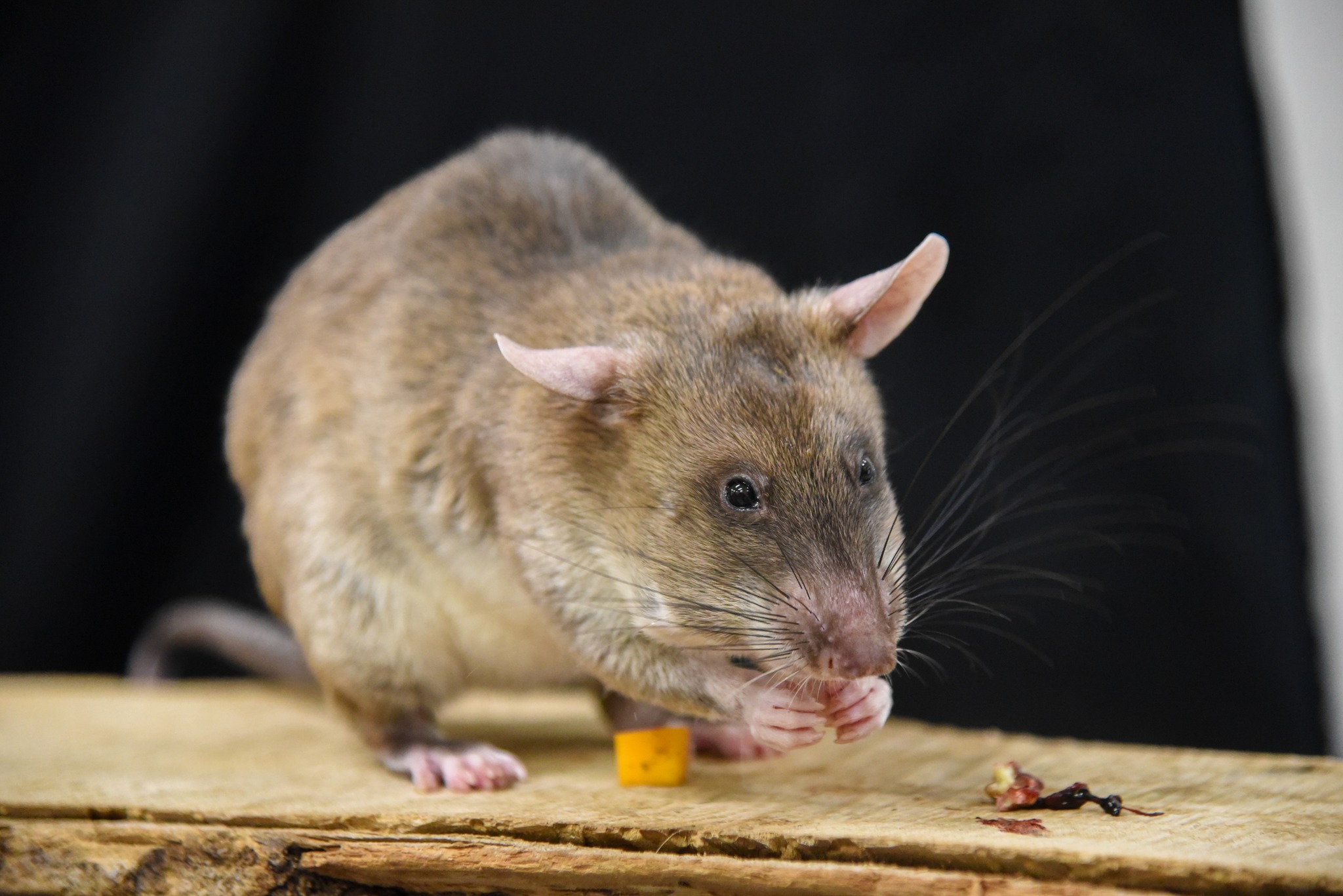 A HeroRAT with the APOPO organization