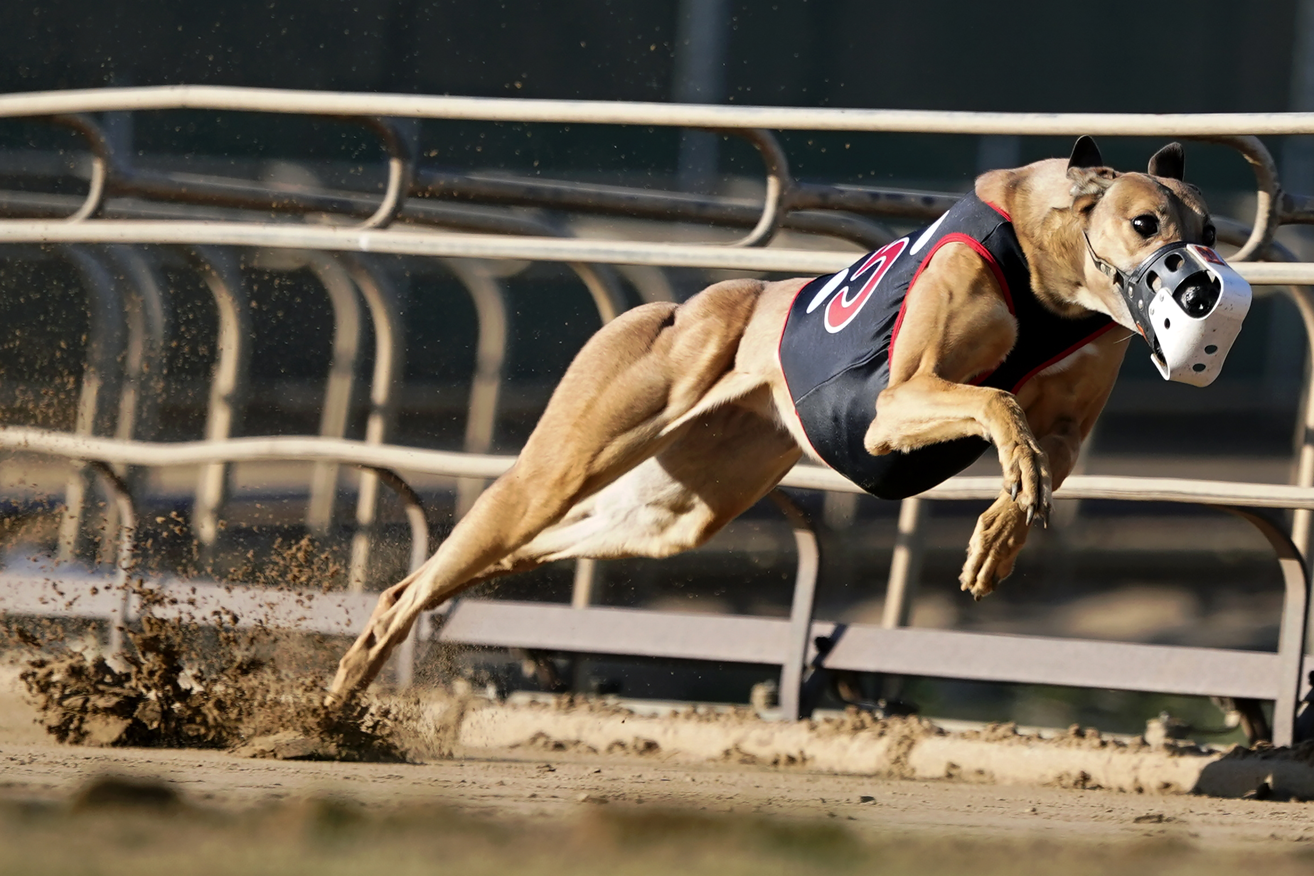 Greyhound Racing