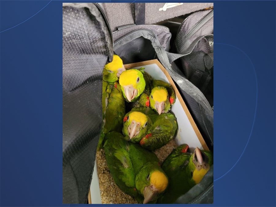 parrots_seized3_061623_cbp.jpg