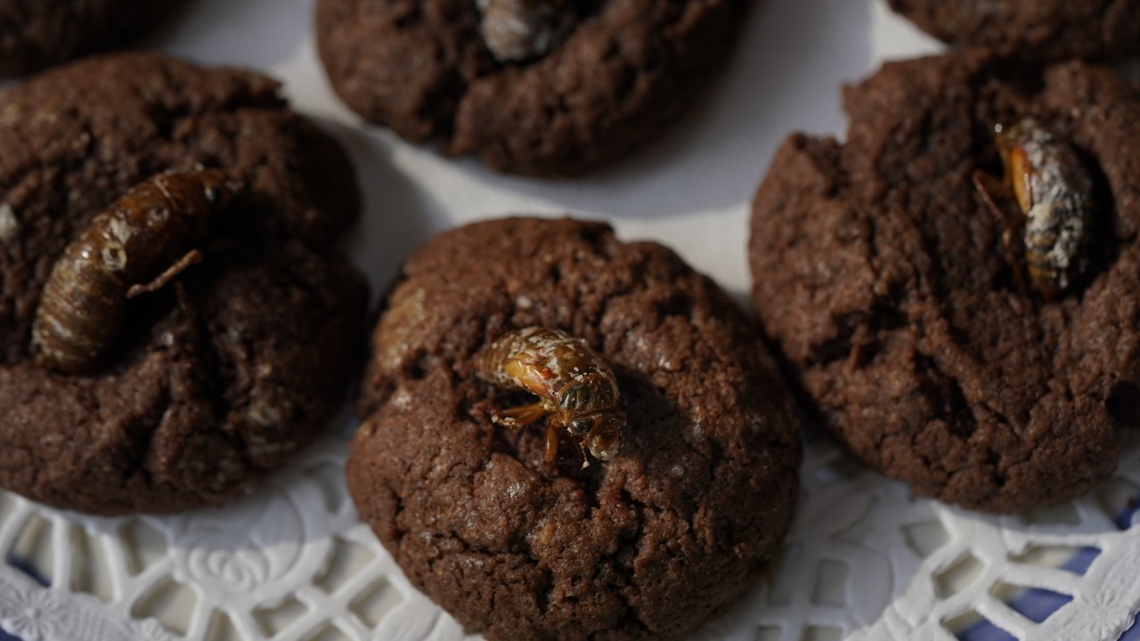 Cicada cookies