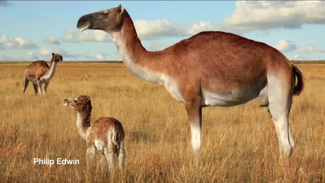 Ice Age camel in Colorado_bones found in I-70 Mile High Shift construction 