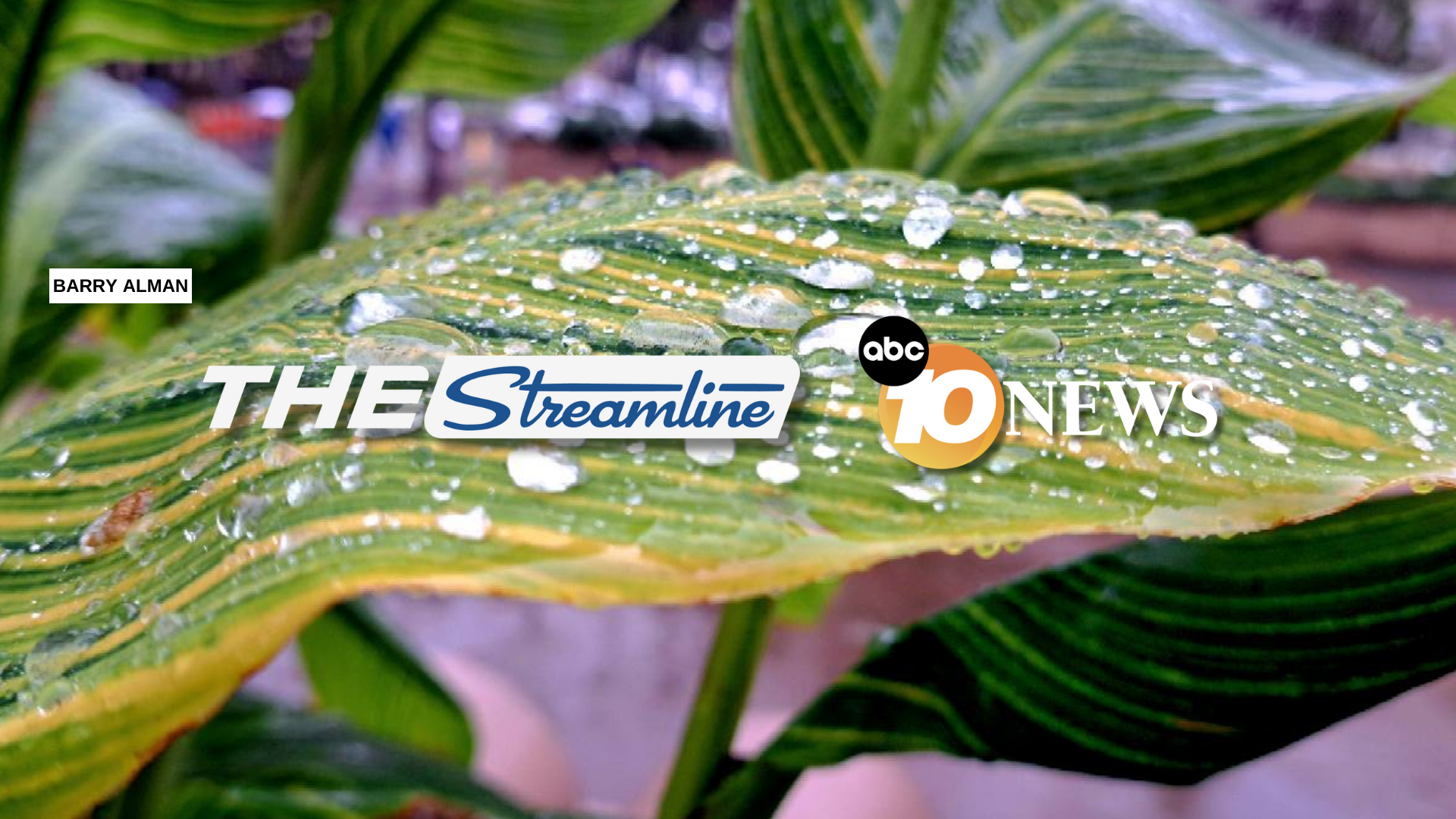 streamline_rain_leaf_barry_alman.png
